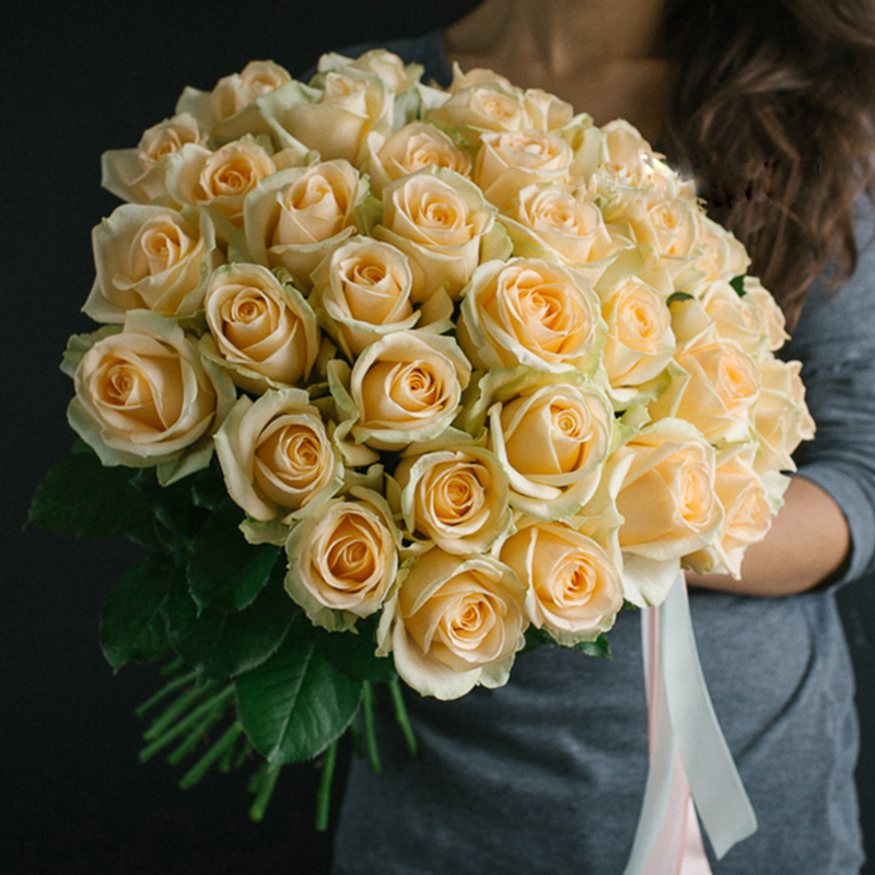 天狼月季蜜桃雪山花园灌木多季勤花观赏性植物花卉盆栽苗新手推荐