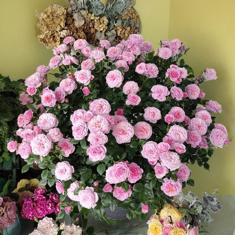 天狼微型丰花月季~阳台推荐