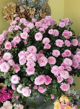 天狼微型丰花月季合集新手易养护阳台露台四季可种盆栽花卉苗