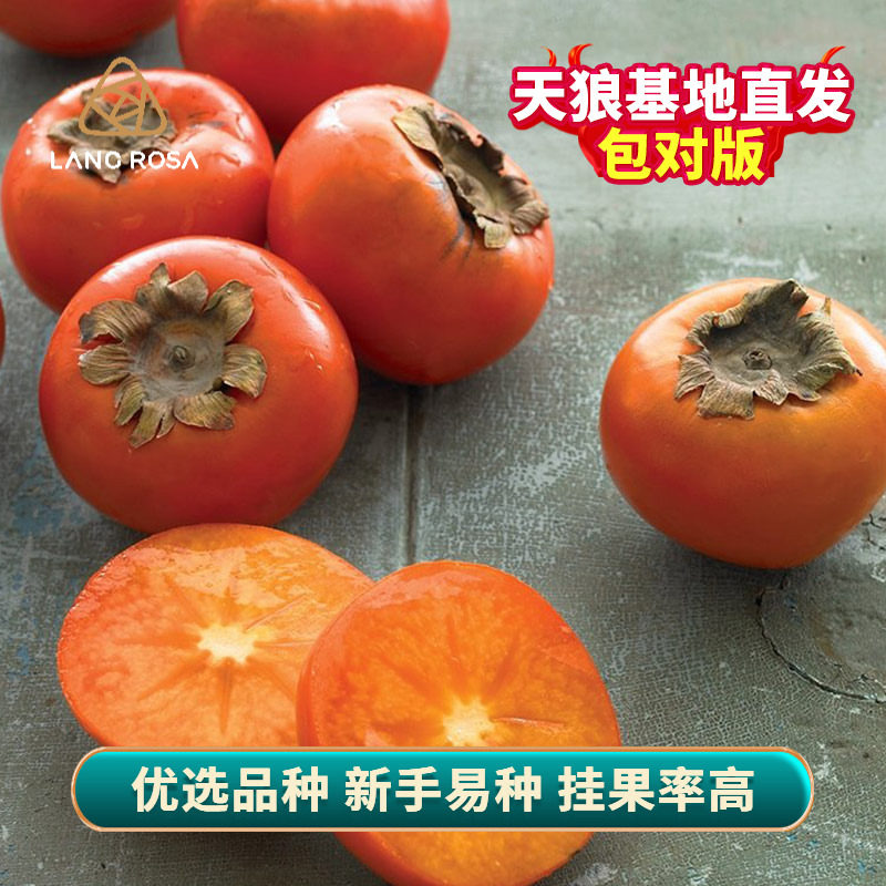天狼 太秋甜柿盆栽苗 新手易养庭院花园地栽可食用果树