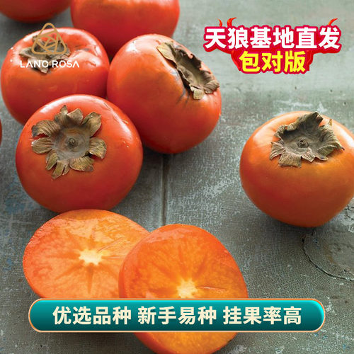 天狼 太秋甜柿盆栽苗 新手易养庭院花园地栽可食用果树