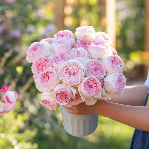【伊芙乙女心】天狼月季庭院灌木丰花勤花观赏性花卉盆栽新手推荐