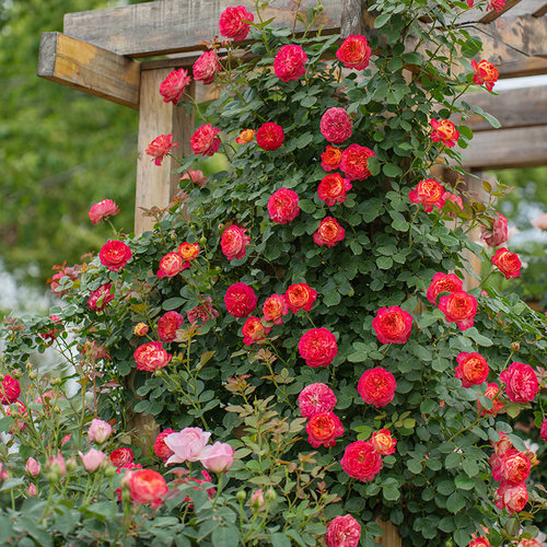 天狼月季藤本浪漫宝贝2.5升盆栽
