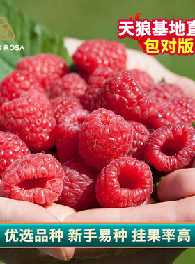 天狼树莓喜光耐寒可食用果树
