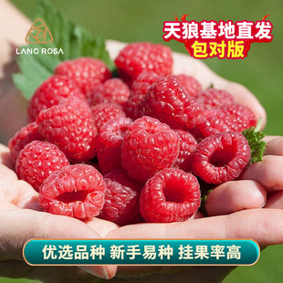 天狼 树莓 阳台庭院家庭喜光耐寒观赏性可食用易养果树