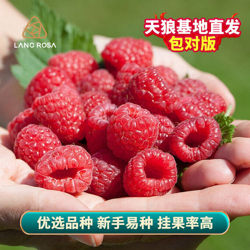 天狼树莓喜光耐寒可食用果树