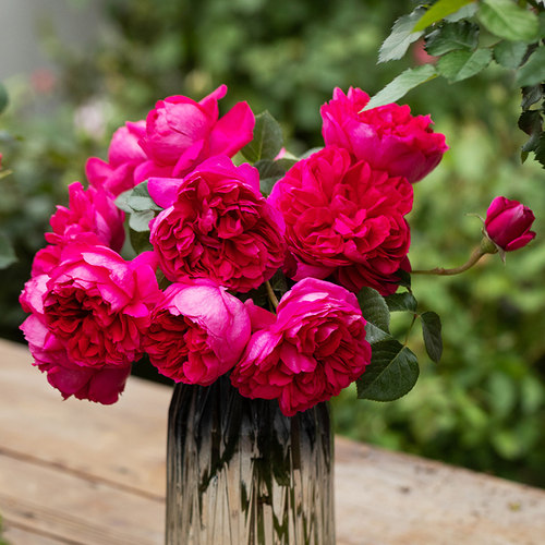 天狼月季庭院露台灌木植物花卉