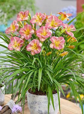 天狼萱草母亲花庭院花园易养护耐寒耐热多年生宿根植物花卉盆栽