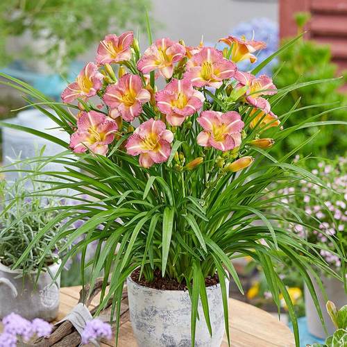 天狼萱草母亲花庭院花园易养护耐寒耐热多年生宿根植物花卉盆栽