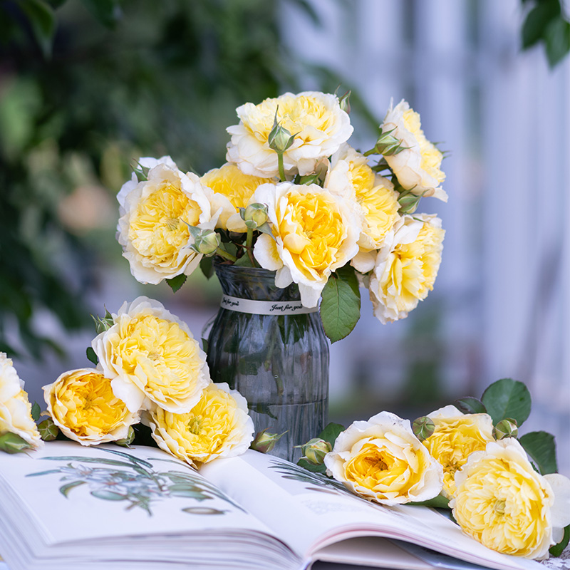 天狼多季开灌木丰花月季/蔷薇