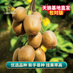 天狼 猕猴桃 家庭园艺易养护可食用果树果苗