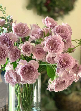 【蜻蜓】天狼月季  多季节开丰花蓝紫色浓香灌木/切花日系月季