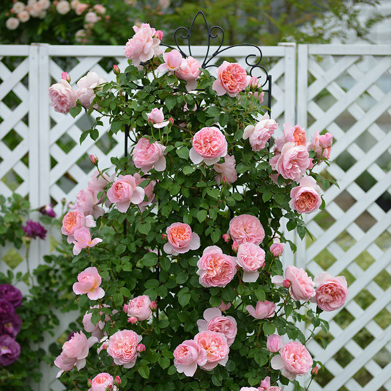 天狼月季舍农索城堡的女人们楼顶可藤可灌耐热四季开盆栽新手推荐,鲜花速递/花卉仿真/绿植园艺,月季/蔷薇/玫瑰,淘宝优惠券,粉丝福利购,淘宝优惠卷