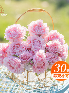 天狼月季2.5/2.8非自育家庭园艺庭院盆栽花卉苗茶花女卡罗拉女王