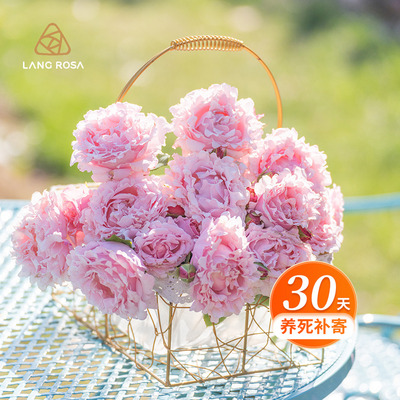 天狼月季2.5/2.8非自育家庭园艺庭院盆栽花卉苗茶花女卡罗拉女王