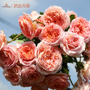 【亚伯拉罕达比】天狼月季  多季强香可藤可灌月季耐热好养盆栽