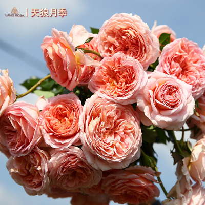 天狼月季奥斯汀庭院玫瑰花园植物