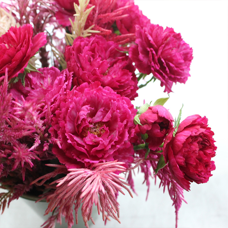 天狼月季 真彩230/领带 月季玫瑰 多季勤花浓香日系杂交茶香月季