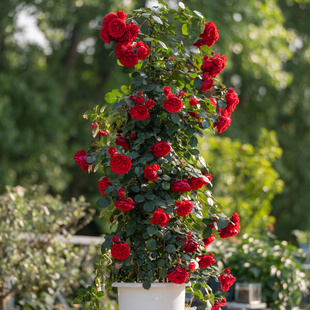 天狼月季 盆栽玫瑰蔷薇观赏植物花苗 长藤合集阳台庭院爬藤拱门月季
