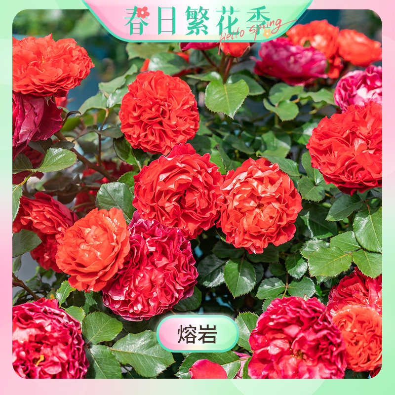 【繁花季-熔岩】天狼月季1.2升自育大花丰花玫瑰花卉盆栽苗