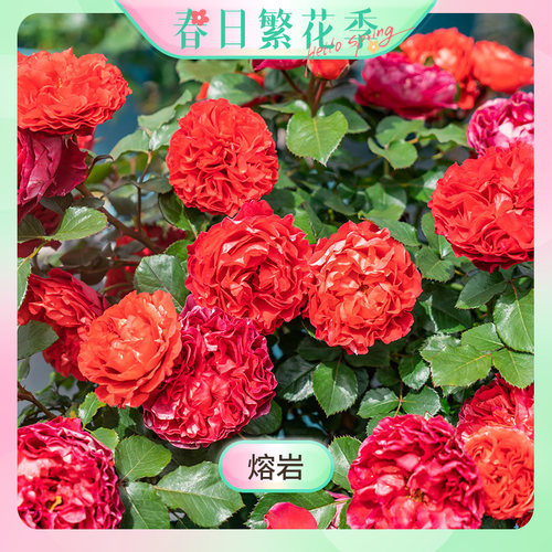 【繁花季-熔岩】天狼月季1.2升自育大花丰花玫瑰花卉盆栽苗