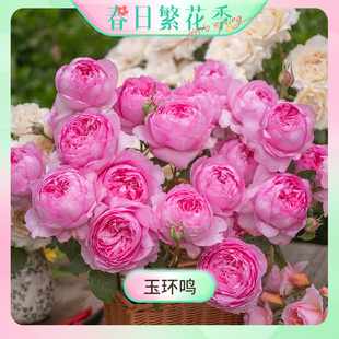 【繁花季-玉环鸣】天狼月季玉环鸣1.2升自育易养植物花卉盆栽苗