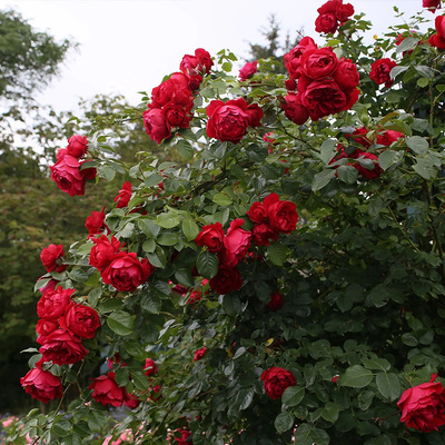 天狼月季弗洛伦蒂娜楼顶可藤可灌丰花勤花观赏性花卉盆栽新手推荐