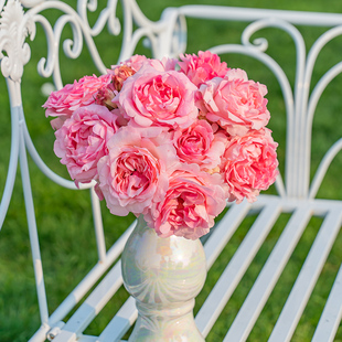 天狼月季曼倩露台灌木抗病耐贫瘠易养护观赏性自育盆栽苗新手推荐