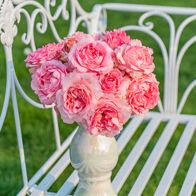 天狼月季曼倩露台灌木抗病耐贫瘠易养护观赏性自育盆栽苗新手推荐