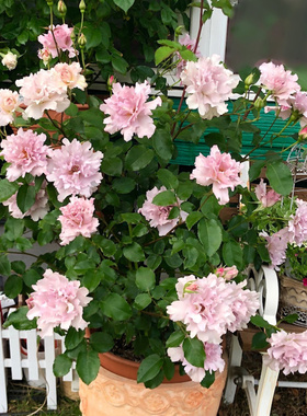 天狼月季 玫瑰时装 月季玫瑰 河本纯子紫色褶皱浓香丰花月季