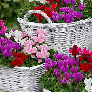 天狼仙客来草本花卉随机品种多年生易养观赏性植物盆栽苗阳台窗台