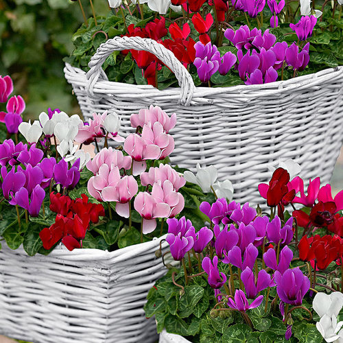 天狼仙客来随机品种多年生易养观赏性草本植物花卉盆栽苗阳台窗台