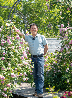 天狼月季 罗衣 自育月季玫瑰 多季粉色浓香无刺藤本月季