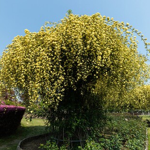 天狼黄木香月季玫瑰家庭园艺庭院爬藤耐寒抗病易养大型藤本蔷薇