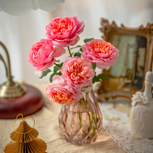 【桃染】天狼月季庭院灌木耐热抗病观赏性花卉盆栽新手推荐易养护