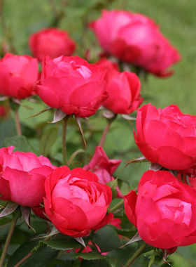 【樱桃伯尼卡/美丽樱桃】天狼月季 低维护深红色丰花多季节开月季