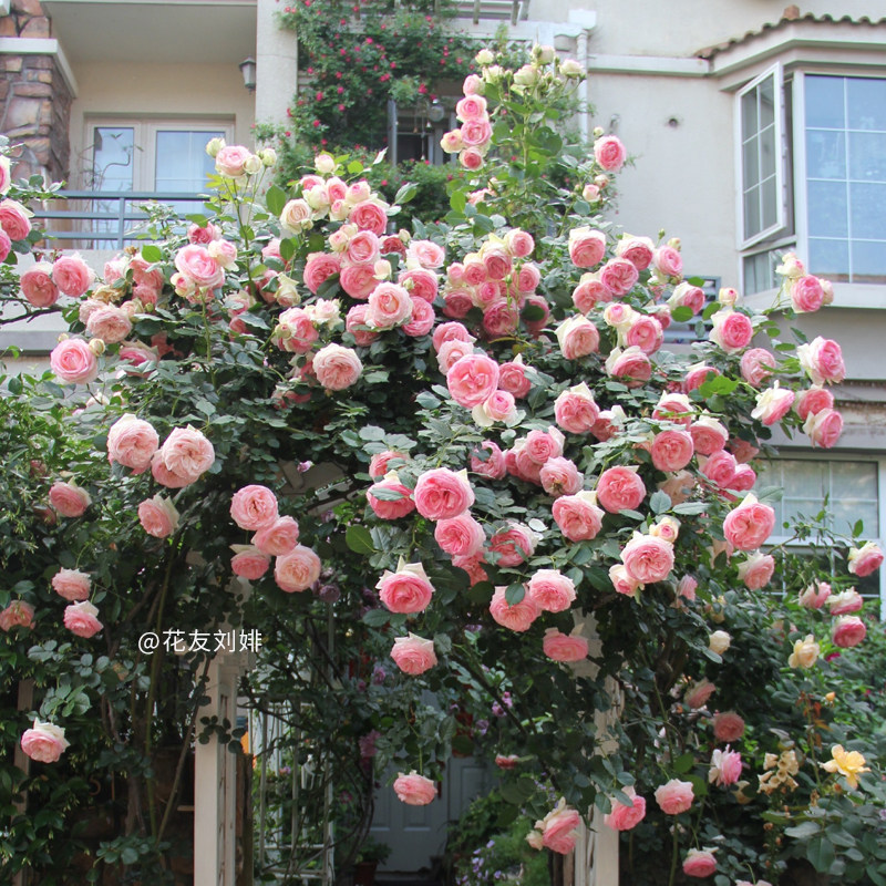 【龙沙宝石】天狼月季花园攀援藤本粉色爬藤拱门植物盆栽新手推荐
