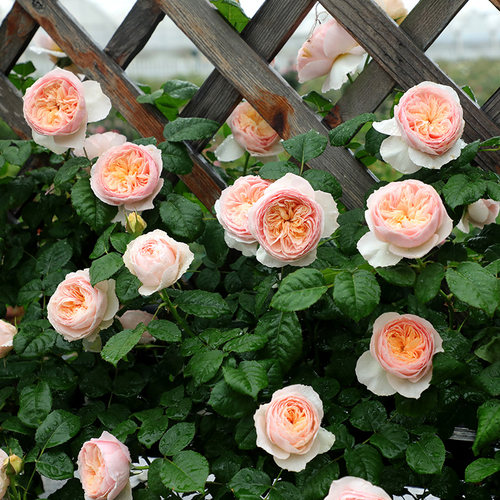 【涵仙】天狼露台攀援藤本型勤花丰花观赏性自育玫瑰盆栽新手推荐