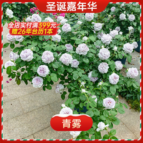 【圣诞嘉年华】天狼月季青雾自育大花耐热易养庭院植物花卉盆栽苗