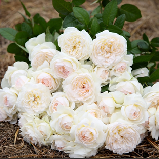 天狼月季 波莱罗 多季大花浓香丰花灌木月季纯洁可爱玫瑰盆栽苗