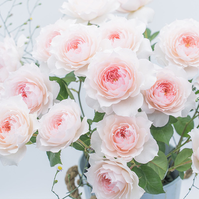 天狼月季莫妮卡戴维露台灌木新手易养护观赏性盆栽花卉苗新手推荐