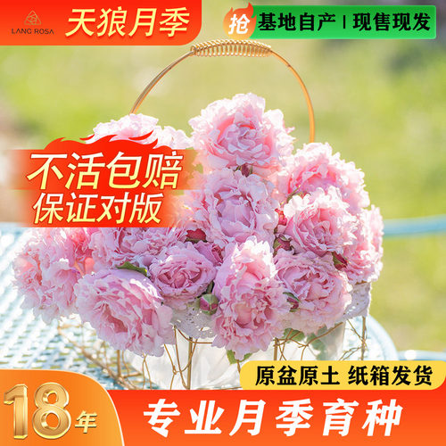 天狼月季2.5/2.8升盆非自育家庭园艺庭院月季玫瑰花卉盆栽爱莎