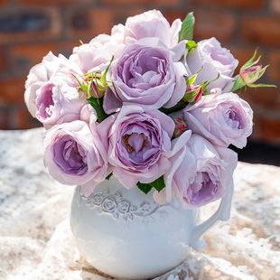 天狼月季夜光杯露台开张直立型花量大易养观赏性花卉盆栽新手推荐