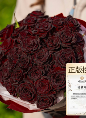 天狼月季黑巴克庭院灌木新手易养护暗红色大花观赏性盆栽