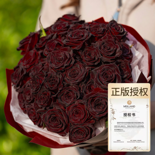 天狼月季 黑巴克庭院灌木新手易养护暗红色大花观赏性盆栽