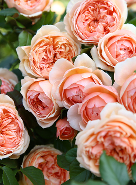 天狼月季 真宙 杏粉色灌木月季耐热浓香可做藤好养