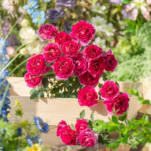 天狼月季天方夜谭庭院灌木多季观赏性玫瑰蔷薇盆栽新手推荐易养护