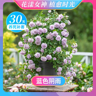 【花漾女神】天狼月季2.5L/2.8L庭院花园易养护多季玫瑰植物花卉