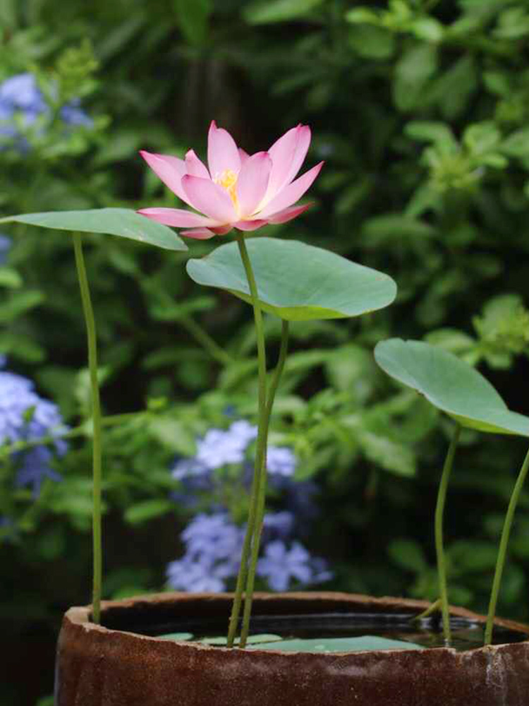 天狼 碗莲水培植物室内阳台莲花荷花水生根茎小四季观赏性植物