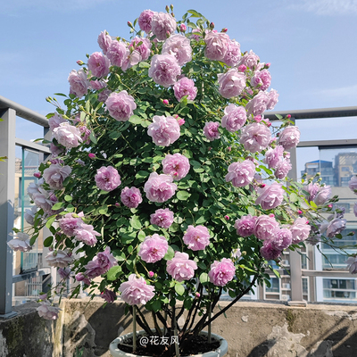 【蓝色阴雨】天狼月季新手易养藤本多季观赏性植物花卉盆栽苗